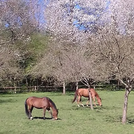 Haras De La Valterie Ferienhaus Saint-Hymer